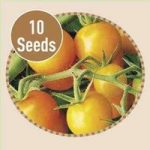 Tomato Sungold 10 Seeds