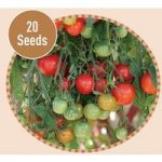 Tomato Tumbling Toms Red F1 20 Seeds