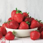 Strawberry ‘Cambridge Favourite’ (Mid Season)