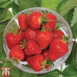Strawberry ‘Malling Centenary’