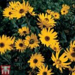 Sunflower x laetiflorus