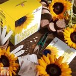 Stunning Sunflower Growing Kit
