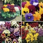 24 Mixed Large Bedding Plants and FREE Flower Food