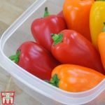 Sweet Pepper ‘Lunchbox Red’