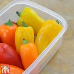 Sweet Pepper ‘Lunchbox Yellow’