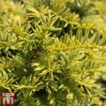 Taxus baccata ‘Summergold’