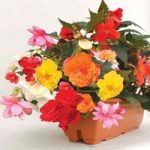 Begonia Sparkle Trailing Mix 1 Pre-Planted Trough