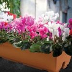 Cyclamen without foliage 2 Pre-Planted Troughs