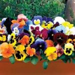 Pansy Colourburst 2 Pre-Planted Troughs