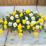 Pansy Cascadia Yellows Mix (Autumn) 2 Pre-Planted Troughs