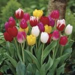 Tulip Triumph Mix 15 Bulbs
