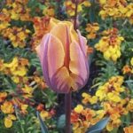 Tulip Prinses Irene 20 Bulbs