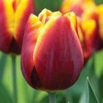 Tulip Liberation 20 Bulbs