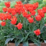 Tulip Red Riding Hood 40 Bulbs