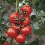 Tomato Shirley F1 Plant 9cm Pot