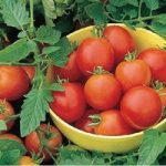 Tomato Moneymaker 1 Plant 9cm Pot