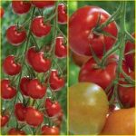 Supremo Tomatoes mixed Pack 4 x 9cm pot Plants