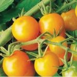 Tomato Sungold 6 Large Plants