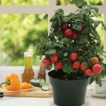 Windowsill Tomato Cherry Red 6 Large Plants
