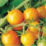 Tomato Sungold 12 Large Plants