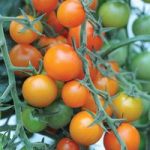 Tomato ‘Sungold’