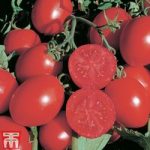 Tomato ‘Falcorosso’ F1 Hybrid