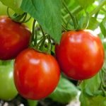Tomato ‘Nimbus’ F1 Hybrid