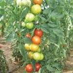 Tomato ‘Essex Wonder’