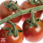 Tomato ‘Solena Chocolate’ F1 Hybrid