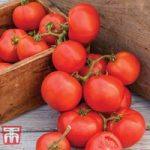 Tomato ‘Oh Happy Day’ F1 Hybrid