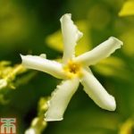 Trachelospermum asiaticum ‘Variegata’