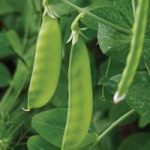Pea ‘Mangetout’ (Start-A-Garden Range)