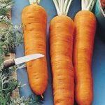 Carrot ‘Autumn King’ (Start-A-Garden Range)