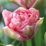 Tulip ‘Promiss’