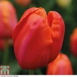 Tulip ‘Avignon’
