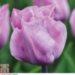 Tulip ‘Carré’