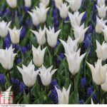 Tulip ‘White’ and Muscari ‘Blue’ Mix