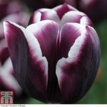 Tulip ‘Jackpot’