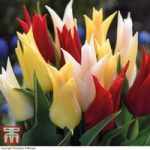 Tulip ‘Elegant Mix’