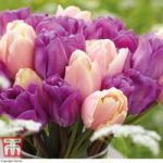 Tulip ‘Magic Lavender’ and ‘Mango Charm’ Collection