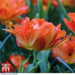 Tulip ‘Exotic Orange’