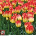 Tulip ‘Suncatcher’