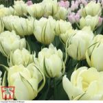 Tulip ‘White Valley’