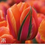 Tulip ‘Queensday’