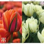 Tulip ‘Queensday’ and ‘White Valley’ Collection