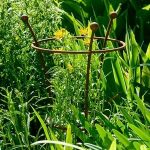 Harrod Trumpet Peony Plant Support – Rust