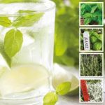 Ultimate Summer Herb Collection