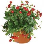 Strawberry Ariba Red F1 1 Pre-Planted Container