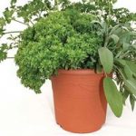 Herb Collection Four Varieties 1 Pre-Planted Container