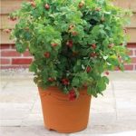 Raspberry Ruby Beauty 1 Pre-Planted Container